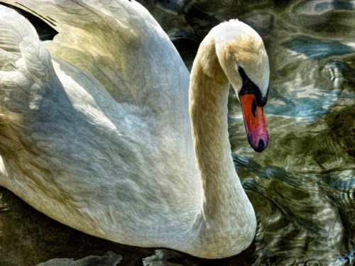 French Elegance Waited hours for this French beauty to glide into place  Worth the wait